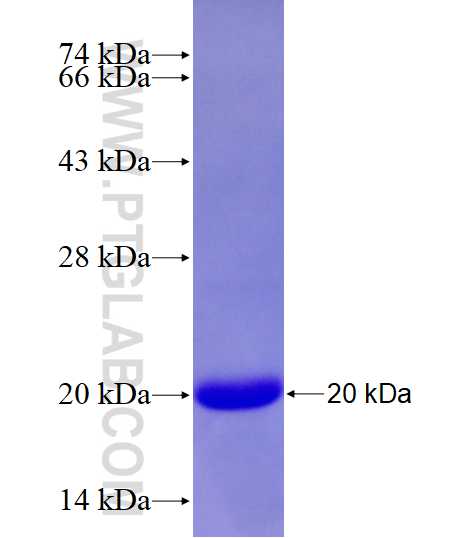 LIMD1 fusion protein Ag28057 SDS-PAGE