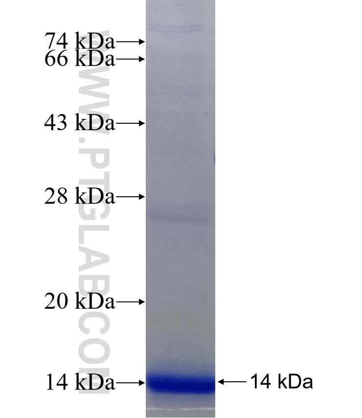 LIN54 fusion protein Ag24509 SDS-PAGE