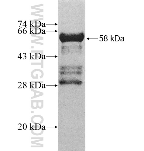 LIX1 fusion protein Ag10599 SDS-PAGE