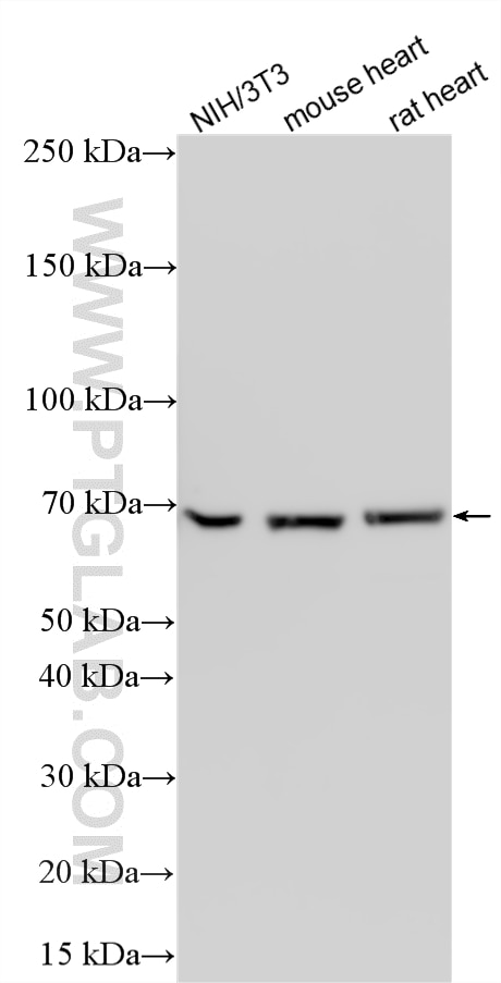 Western Blot (WB) analysis of various lysates using Lamin B1 Polyclonal antibody (12987-1-AP)