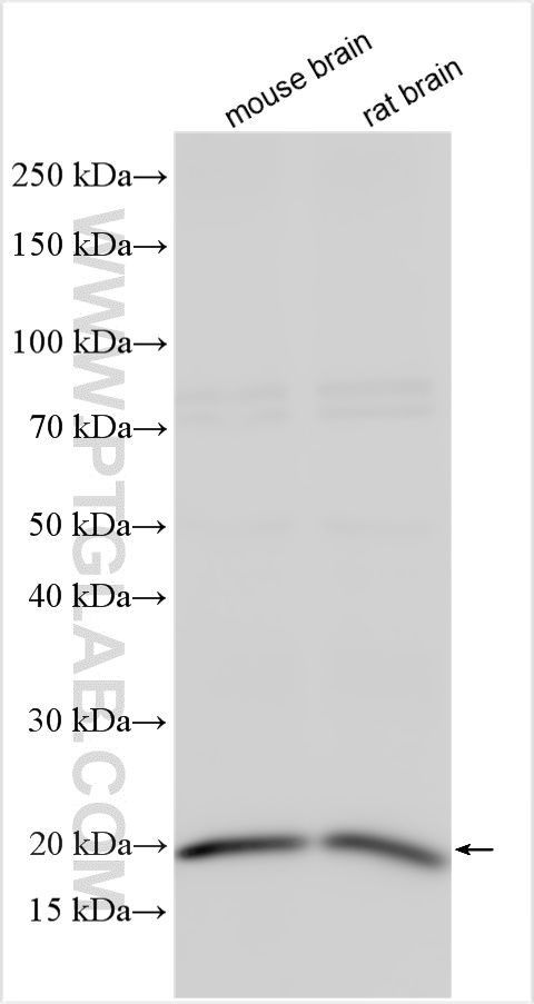 Western Blot (WB) analysis of various lysates using LMO1 Polyclonal antibody (26932-1-AP)