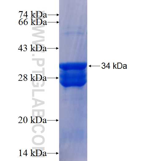 LMO1 fusion protein Ag25607 SDS-PAGE