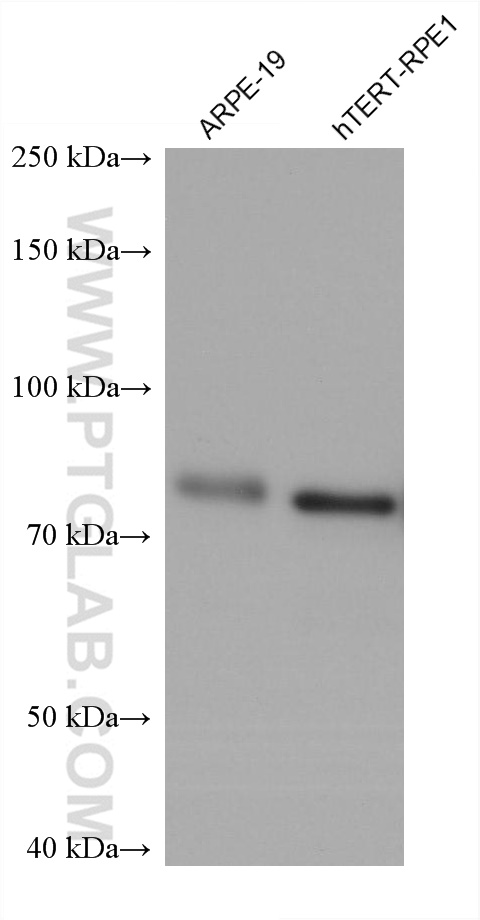 Western Blot (WB) analysis of various lysates using LMOD1 Monoclonal antibody (60414-1-Ig)