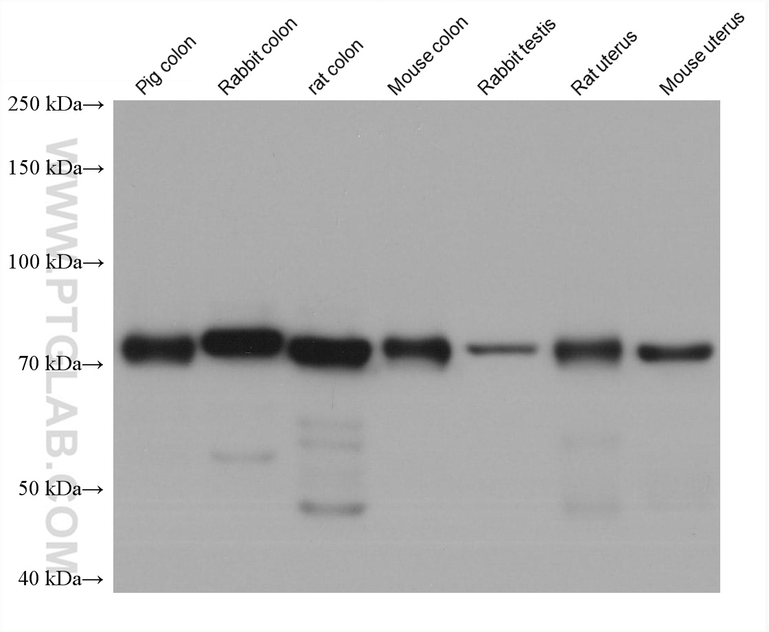 Western Blot (WB) analysis of various lysates using LMOD1 Monoclonal antibody (60414-1-Ig)