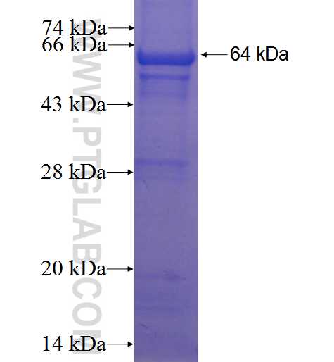 LOC150763 fusion protein Ag23677 SDS-PAGE