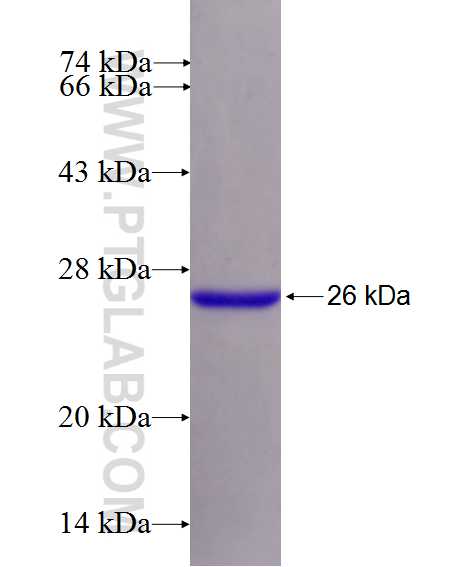 LOC440248 fusion protein Ag26512 SDS-PAGE