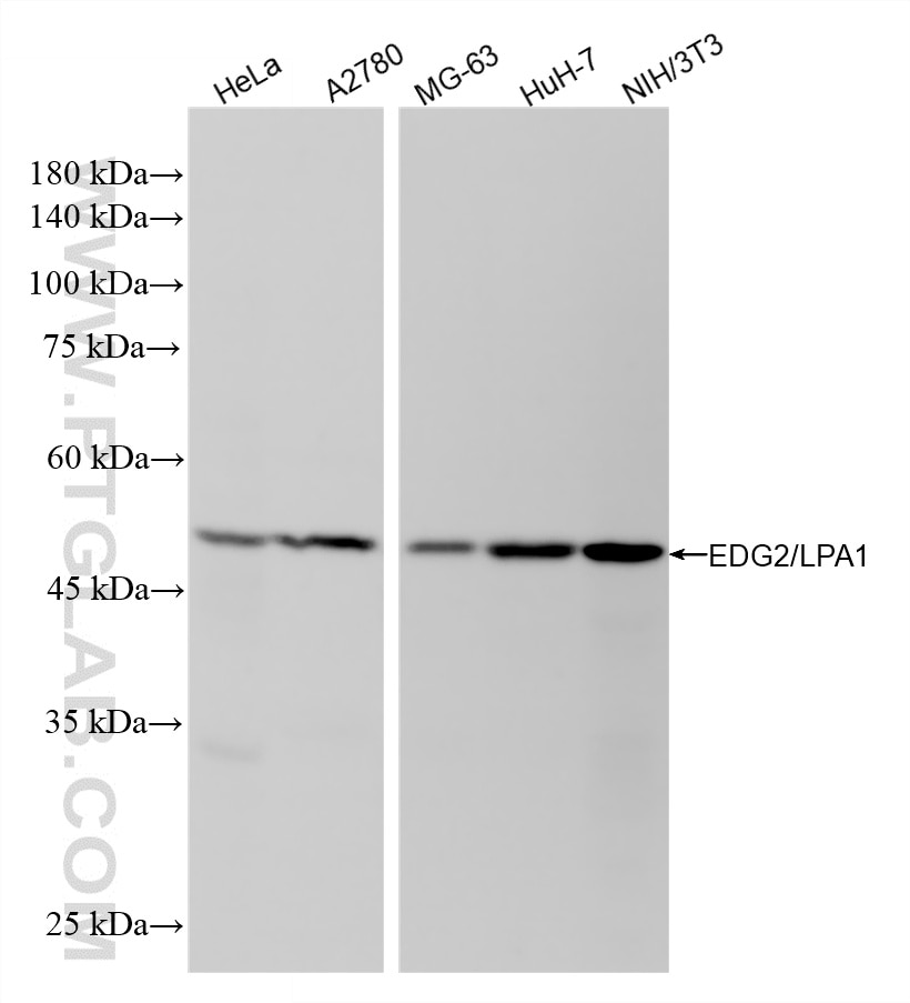 Western Blot (WB) analysis of various lysates using LPAR1,EDG2 Recombinant monoclonal antibody (86655-2-RR)