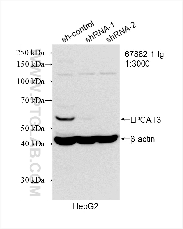 Western Blot (WB) analysis of HepG2 cells using LPCAT3 Monoclonal antibody (67882-1-Ig)