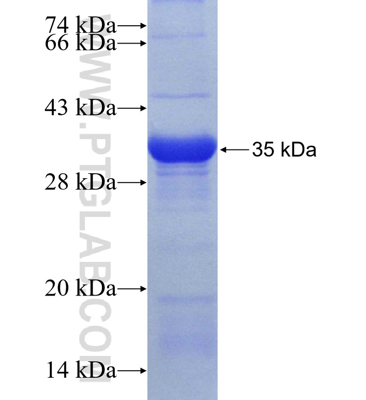 LPO fusion protein Ag30387 SDS-PAGE