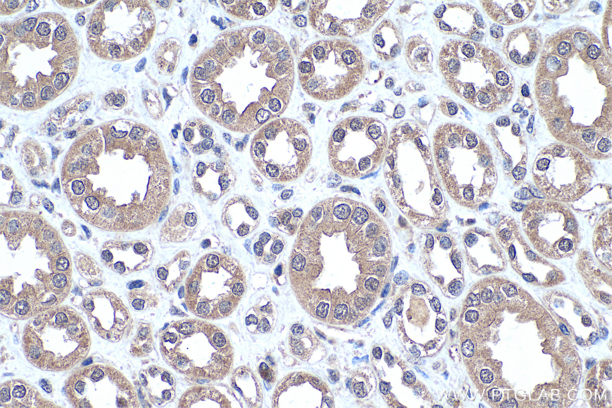 Immunohistochemistry (IHC) staining of human kidney tissue using LPPR2 Polyclonal antibody (25732-1-AP)