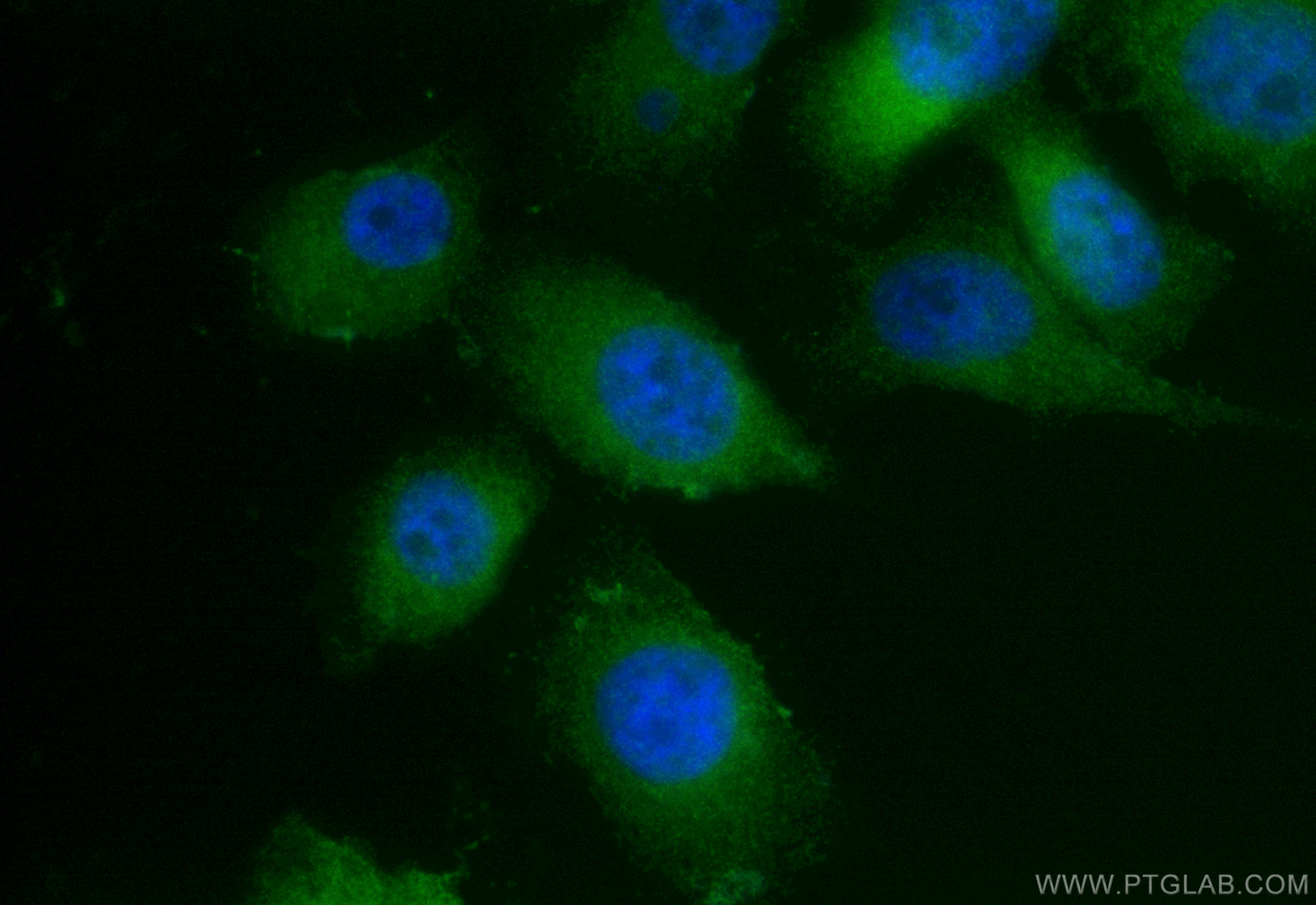 Immunofluorescence (IF) / fluorescent staining of PC-3 cells using CoraLite® Plus 488-conjugated LPXN Recombinant ant (CL488-83657-5)