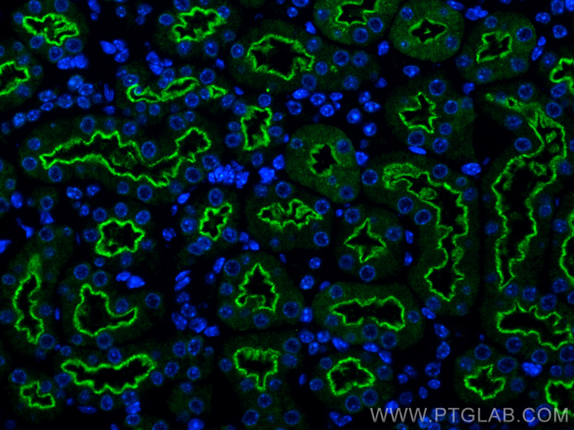 Immunofluorescence (IF) / fluorescent staining of mouse kidney tissue using LRP2-Specific Polyclonal antibody (19700-1-AP)