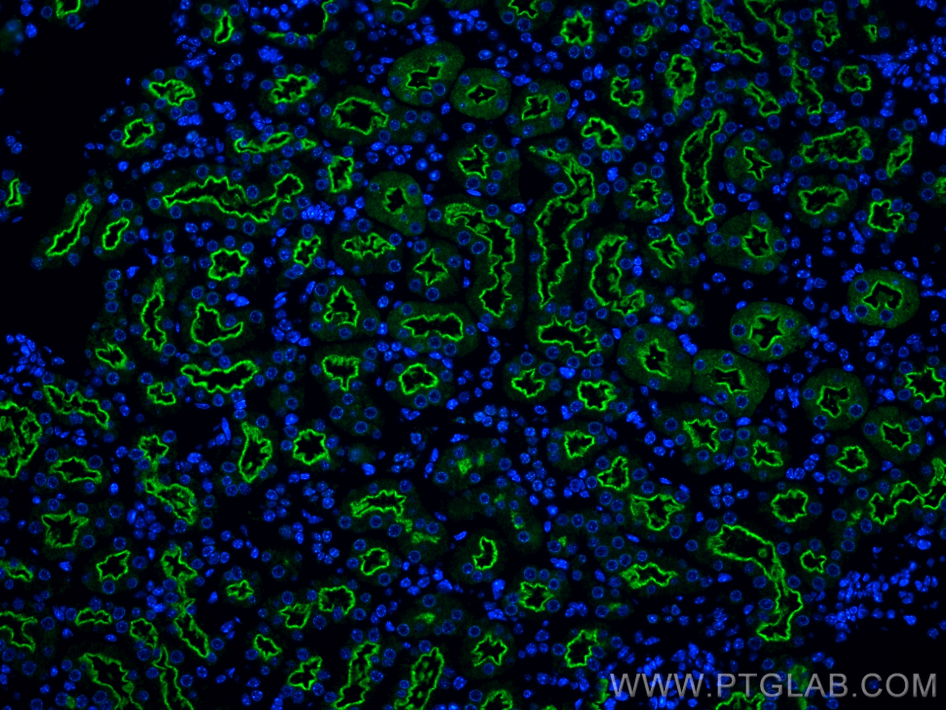 Immunofluorescence (IF) / fluorescent staining of mouse kidney tissue using LRP2-Specific Polyclonal antibody (19700-1-AP)