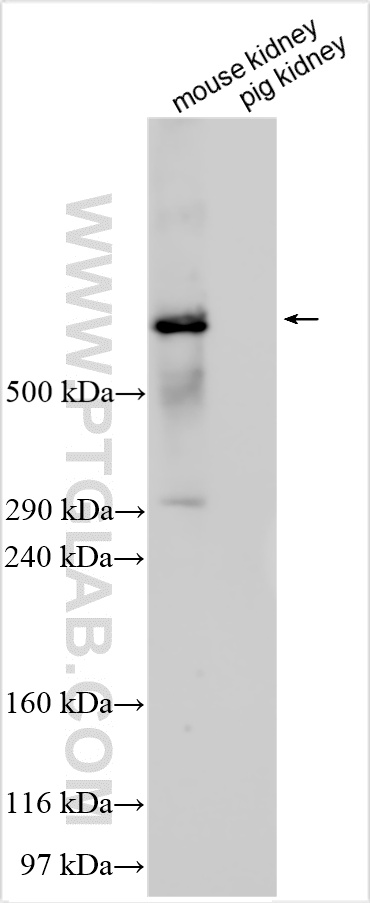 Western Blot (WB) analysis of various lysates using LRP2-Specific Polyclonal antibody (19700-1-AP)