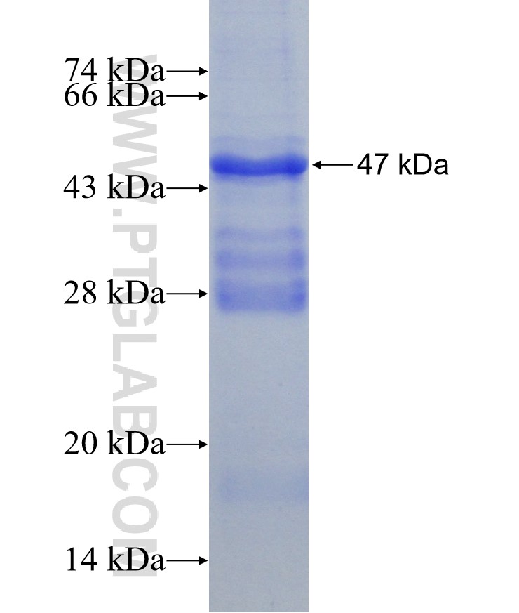 LRP6 fusion protein Ag24147 SDS-PAGE