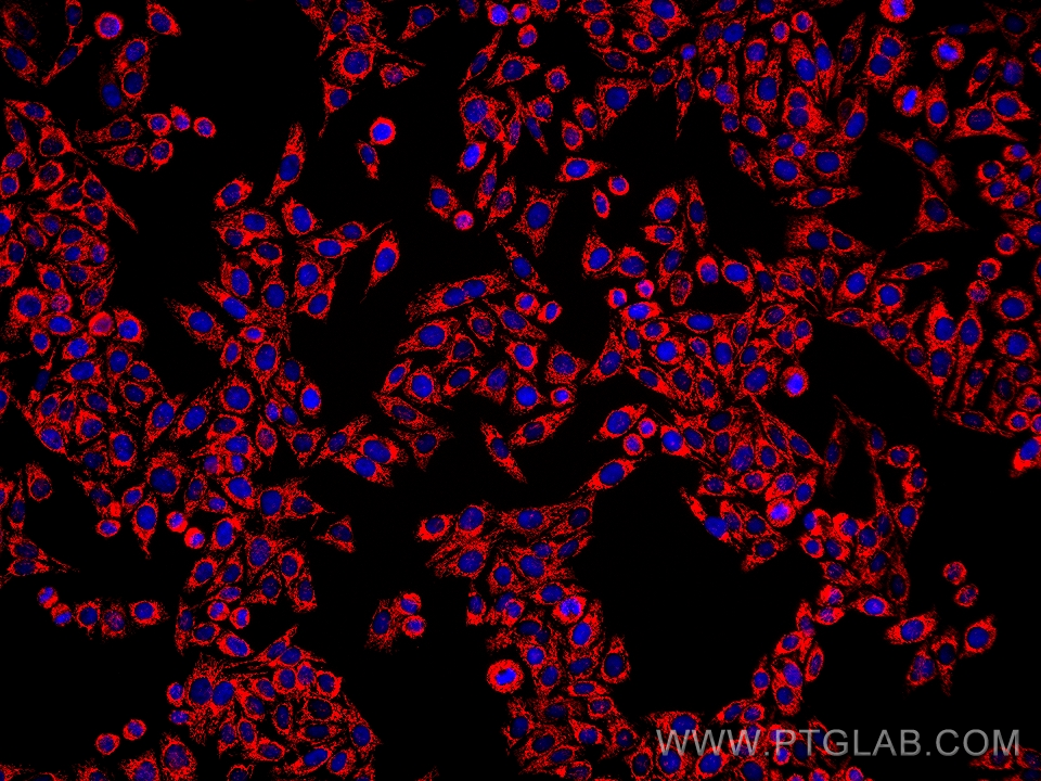 Immunofluorescence (IF) / fluorescent staining of HepG2 cells using LRPPRC Monoclonal antibody (67679-1-Ig)