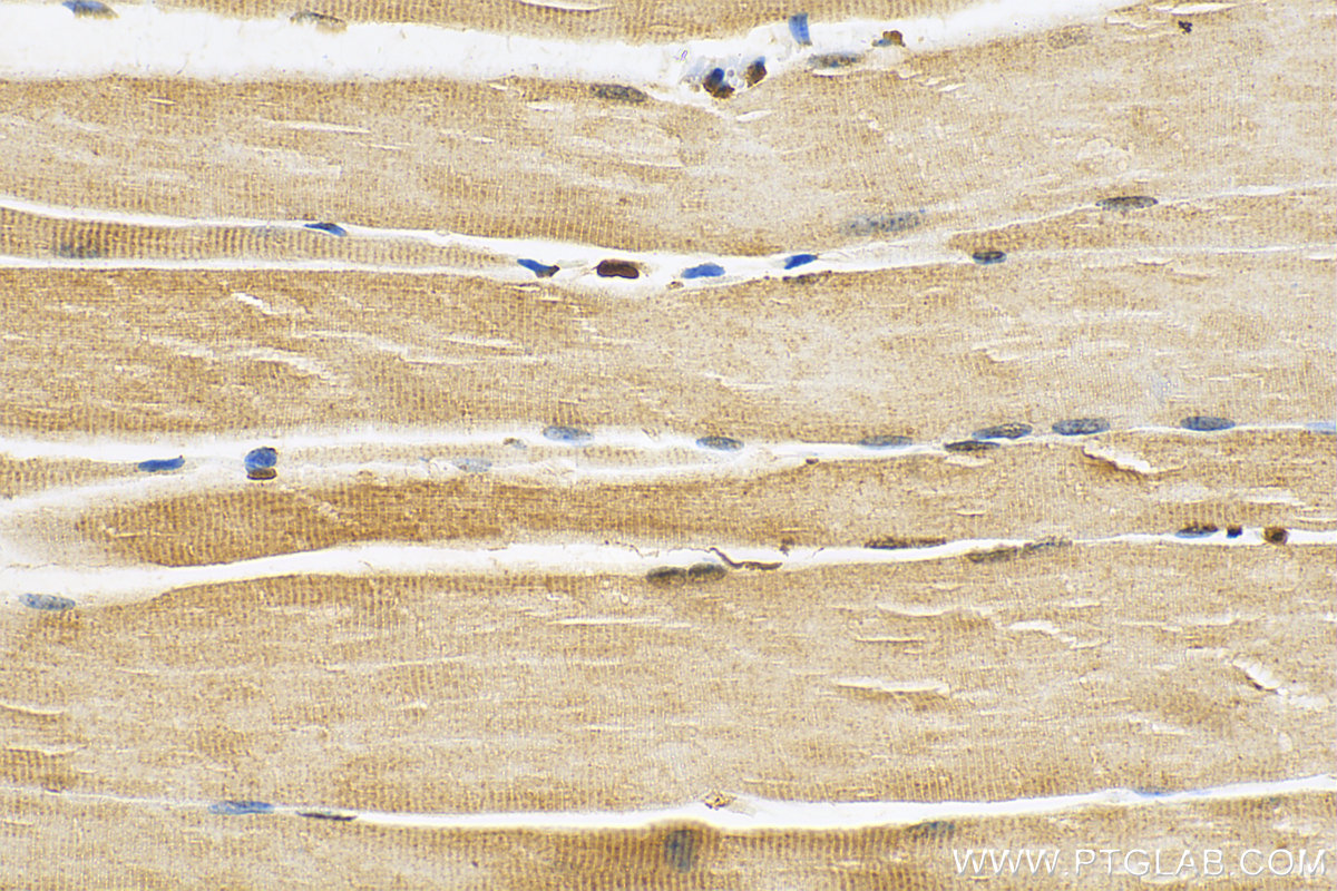 Immunohistochemistry (IHC) staining of mouse skeletal muscle tissue using LRRC2 Polyclonal antibody (28057-1-AP)