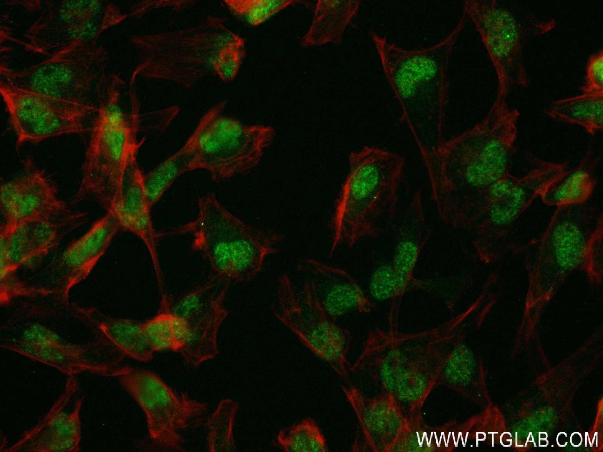 Immunofluorescence (IF) / fluorescent staining of U-251 cells using LRRC2 Recombinant antibody (84404-1-RR)