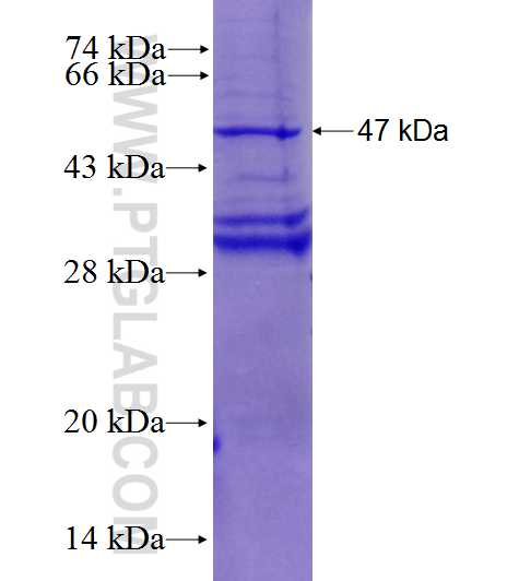 LRRC2 fusion protein Ag27830 SDS-PAGE