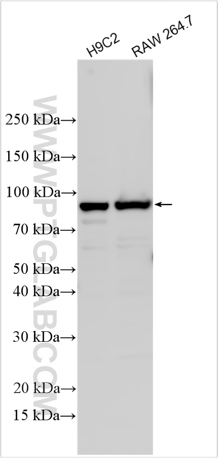 Western Blot (WB) analysis of various lysates using LRRC41 Polyclonal antibody (20457-1-AP)