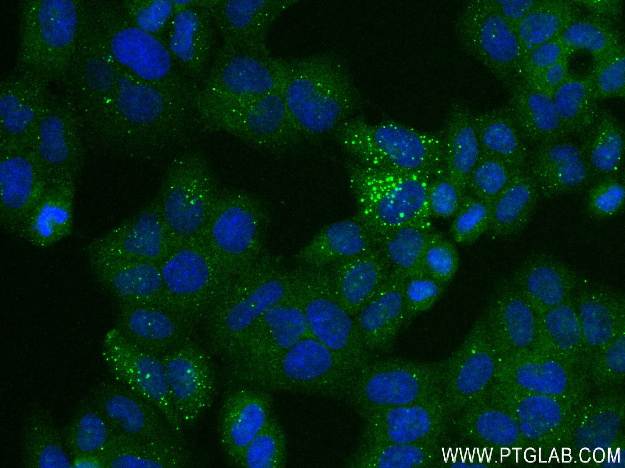 Immunofluorescence (IF) / fluorescent staining of L02 cells using LRRC47 Recombinant antibody (83693-3-RR)