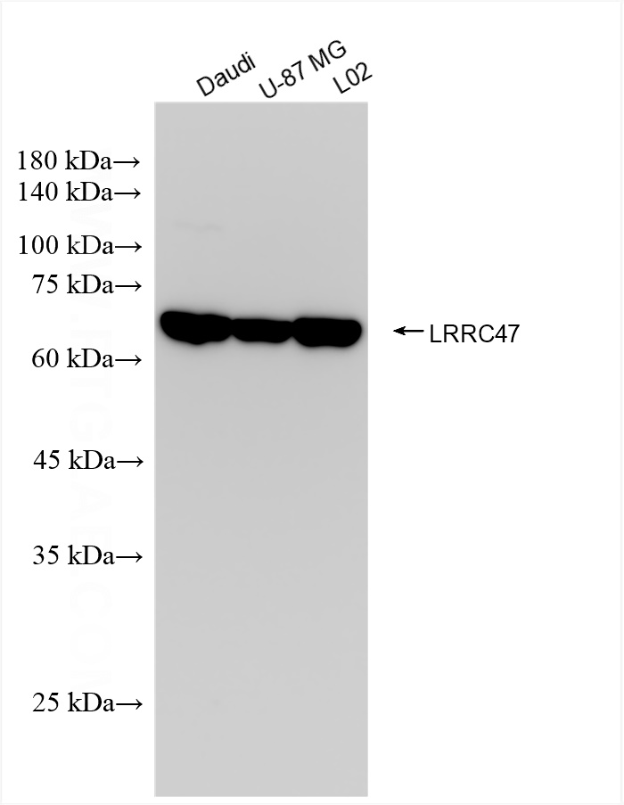 Western Blot (WB) analysis of various lysates using LRRC47 Recombinant antibody (83693-3-RR)