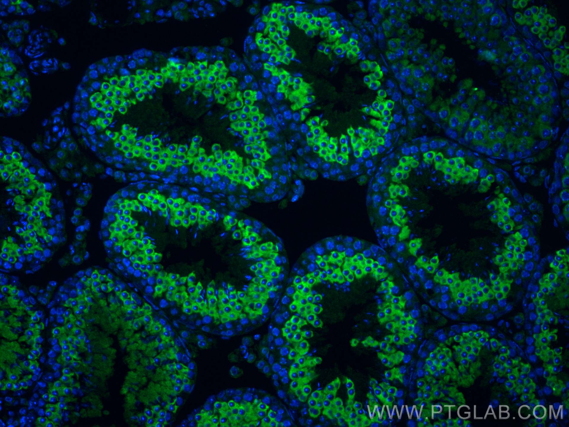 Immunofluorescence (IF) / fluorescent staining of mouse testis tissue using CoraLite® Plus 488-conjugated LRRC50 Polyclonal an (CL488-30156)