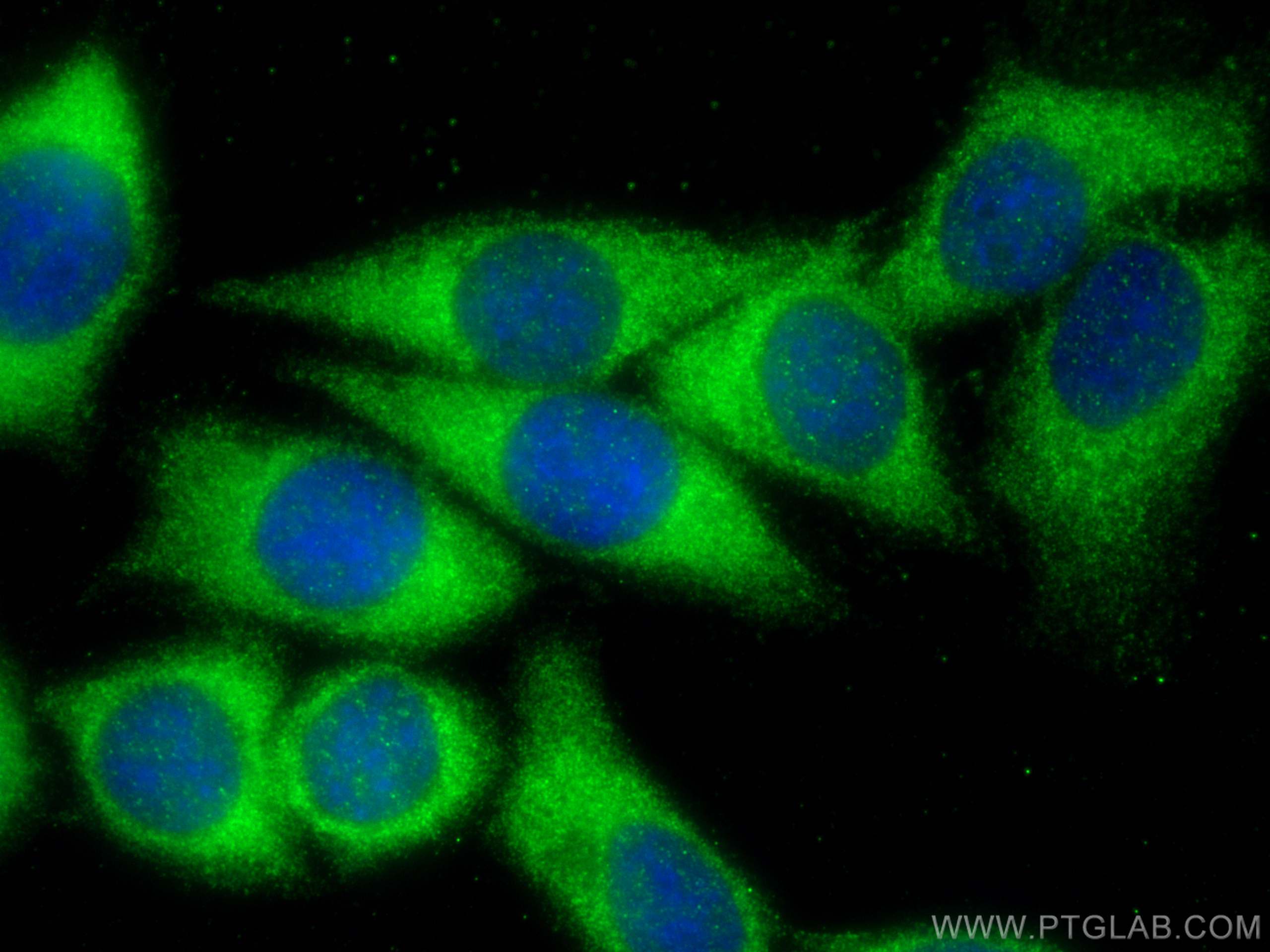 Immunofluorescence (IF) / fluorescent staining of HepG2 cells using LRRC8C Polyclonal antibody (21601-1-AP)