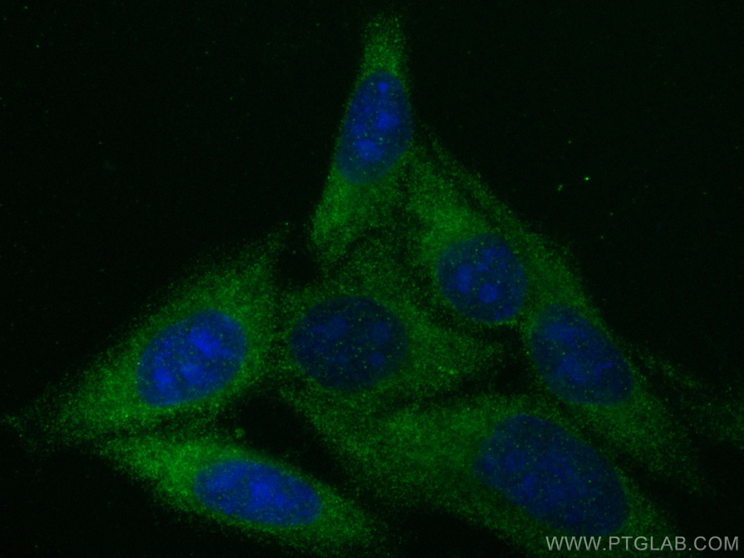 Immunofluorescence (IF) / fluorescent staining of HepG2 cells using LRRC8C Monoclonal antibody (68323-1-Ig)