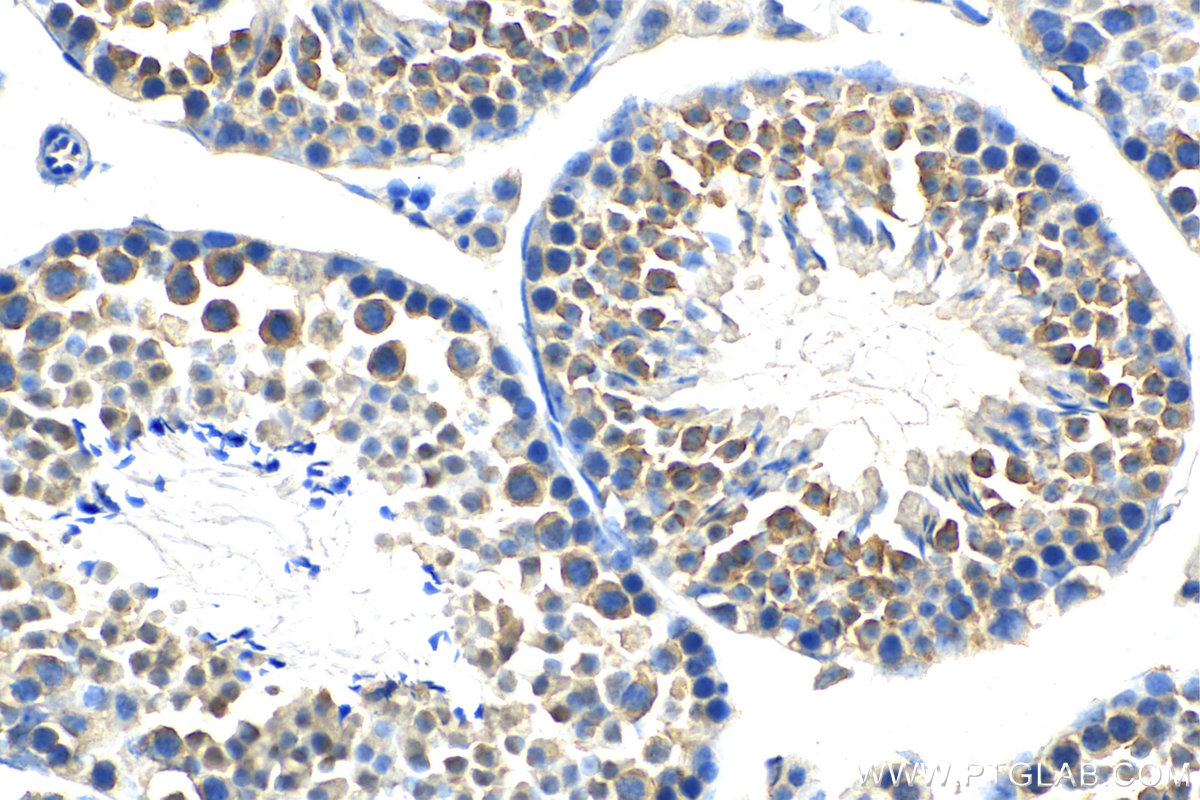 Immunohistochemistry (IHC) staining of mouse testis tissue using LRRCC1 Polyclonal antibody (26317-1-AP)