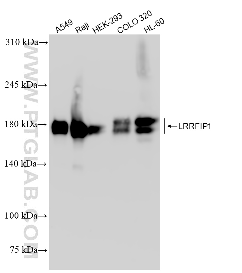 Western Blot (WB) analysis of various lysates using LRRFIP1 Recombinant antibody (84778-2-RR)