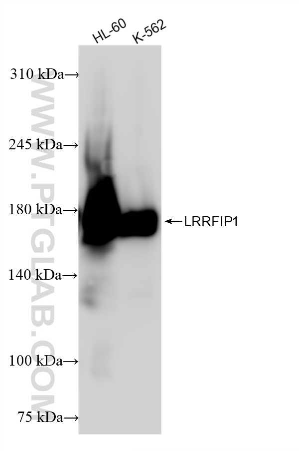 Western Blot (WB) analysis of various lysates using LRRFIP1 Recombinant antibody (84778-4-RR)