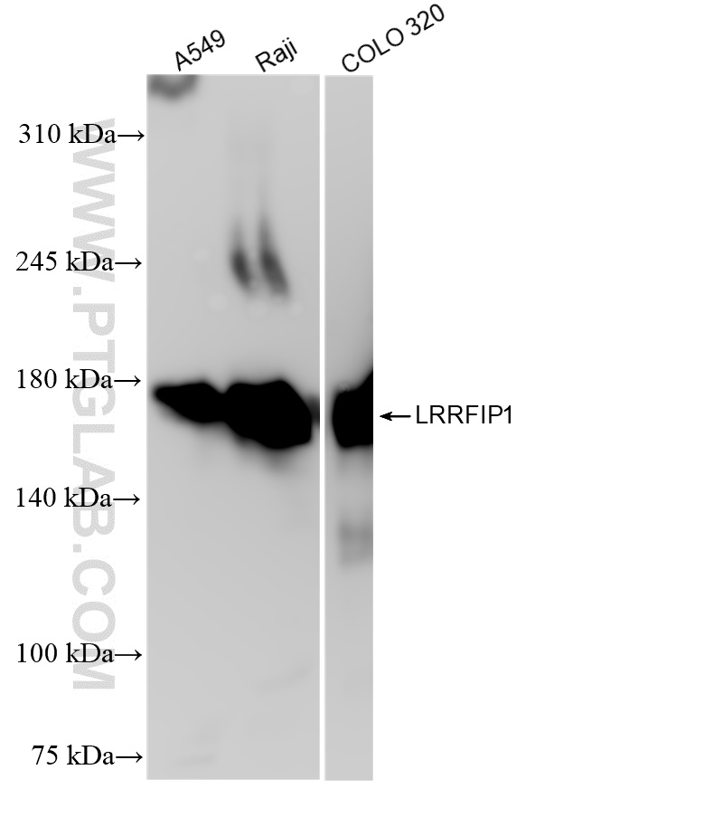 Western Blot (WB) analysis of various lysates using LRRFIP1 Recombinant antibody (84778-4-RR)