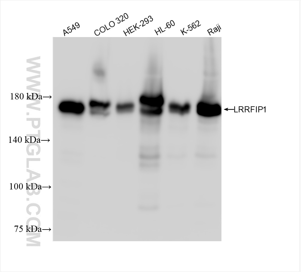 Western Blot (WB) analysis of various lysates using LRRFIP1 Recombinant antibody (84778-4-RR)