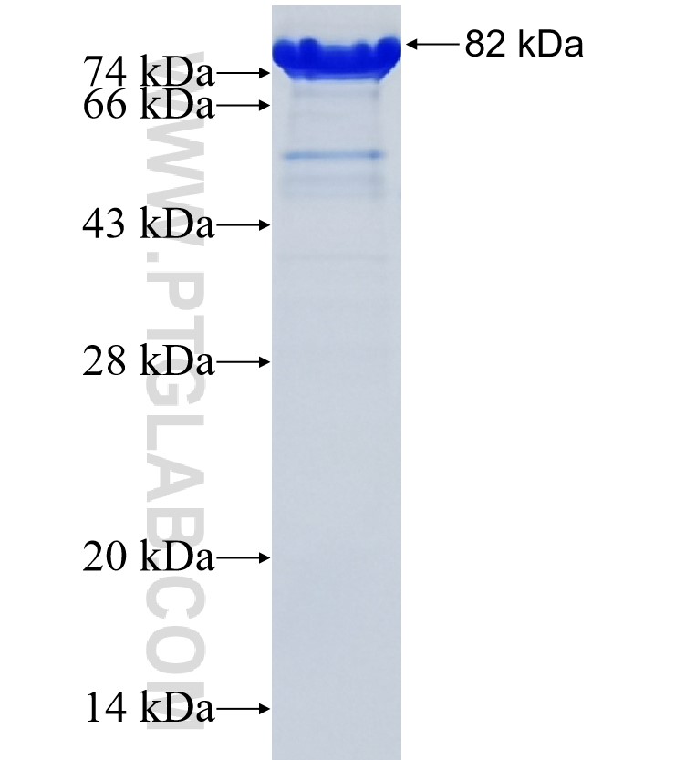 LRRFIP1 fusion protein Ag34760 SDS-PAGE