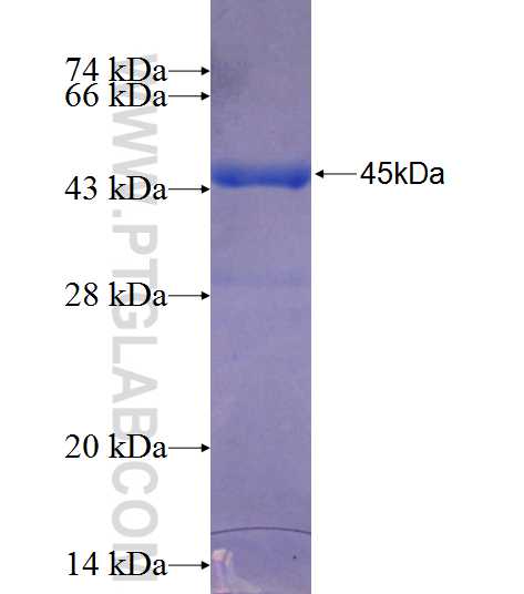 LRRFIP2 fusion protein Ag26355 SDS-PAGE