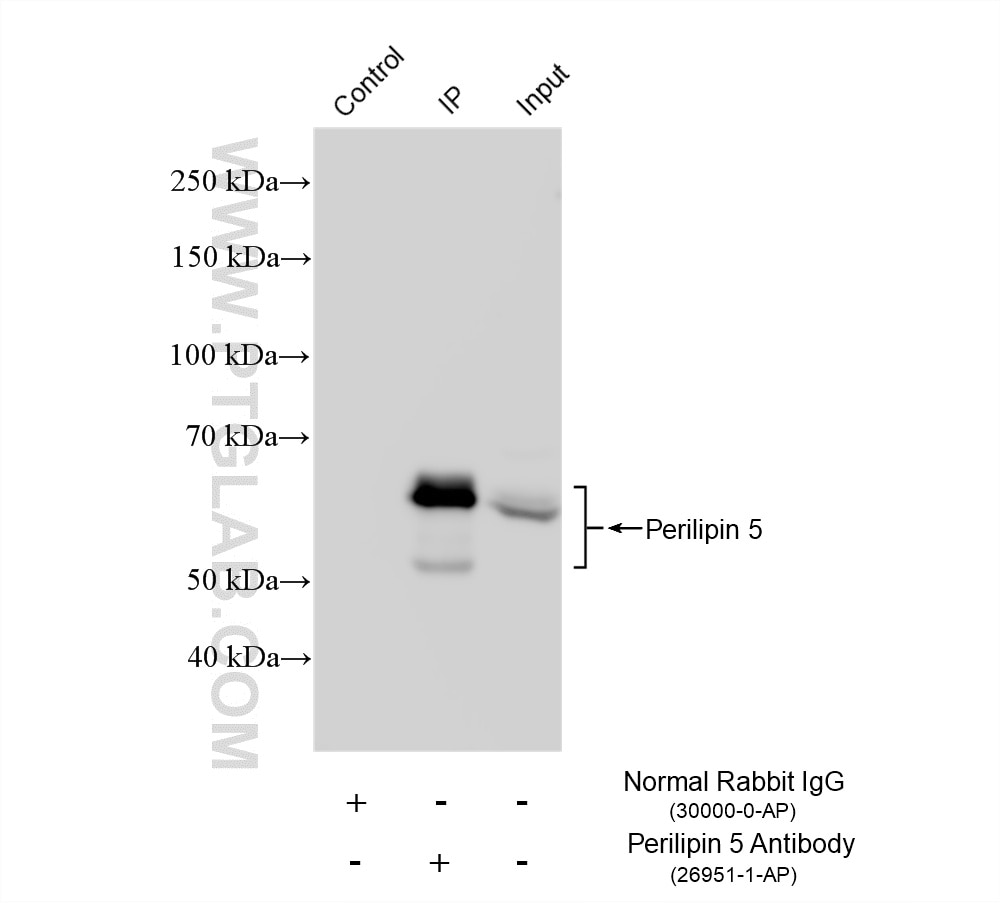 Immunoprecipitation (IP) experiment of MCF-7 cells using Perilipin 5 Polyclonal antibody (26951-1-AP)