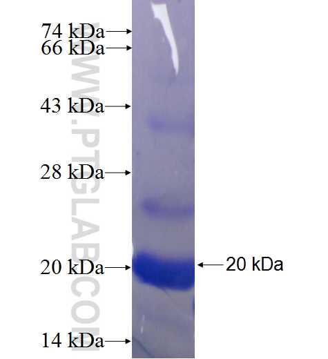 LSM10 fusion protein Ag24677 SDS-PAGE