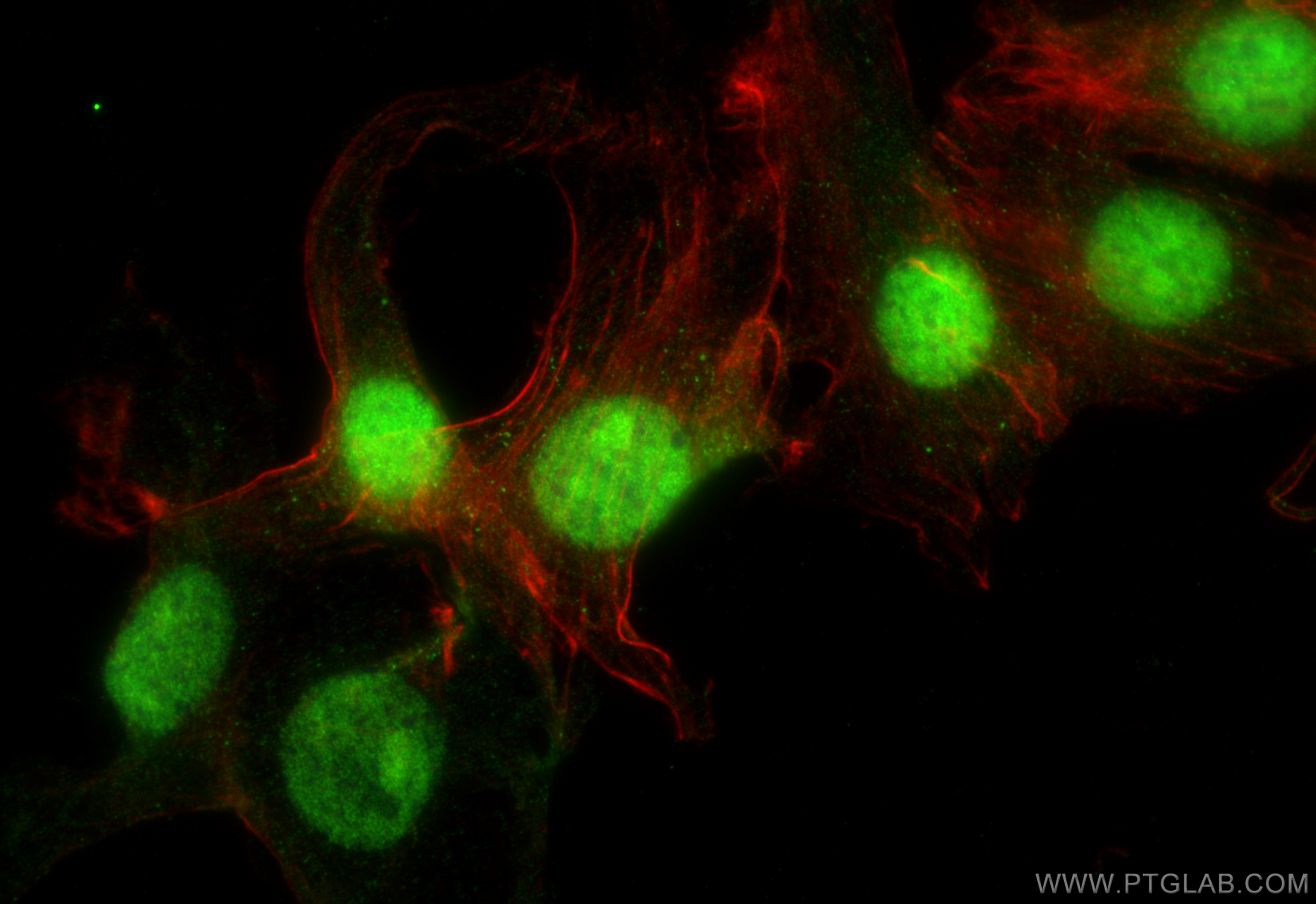 Immunofluorescence (IF) / fluorescent staining of NIH/3T3 cells using LSM3 Polyclonal antibody (15879-1-AP)