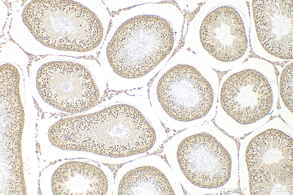 Immunohistochemistry (IHC) staining of rat testis tissue using LSM3 Polyclonal antibody (15879-1-AP)