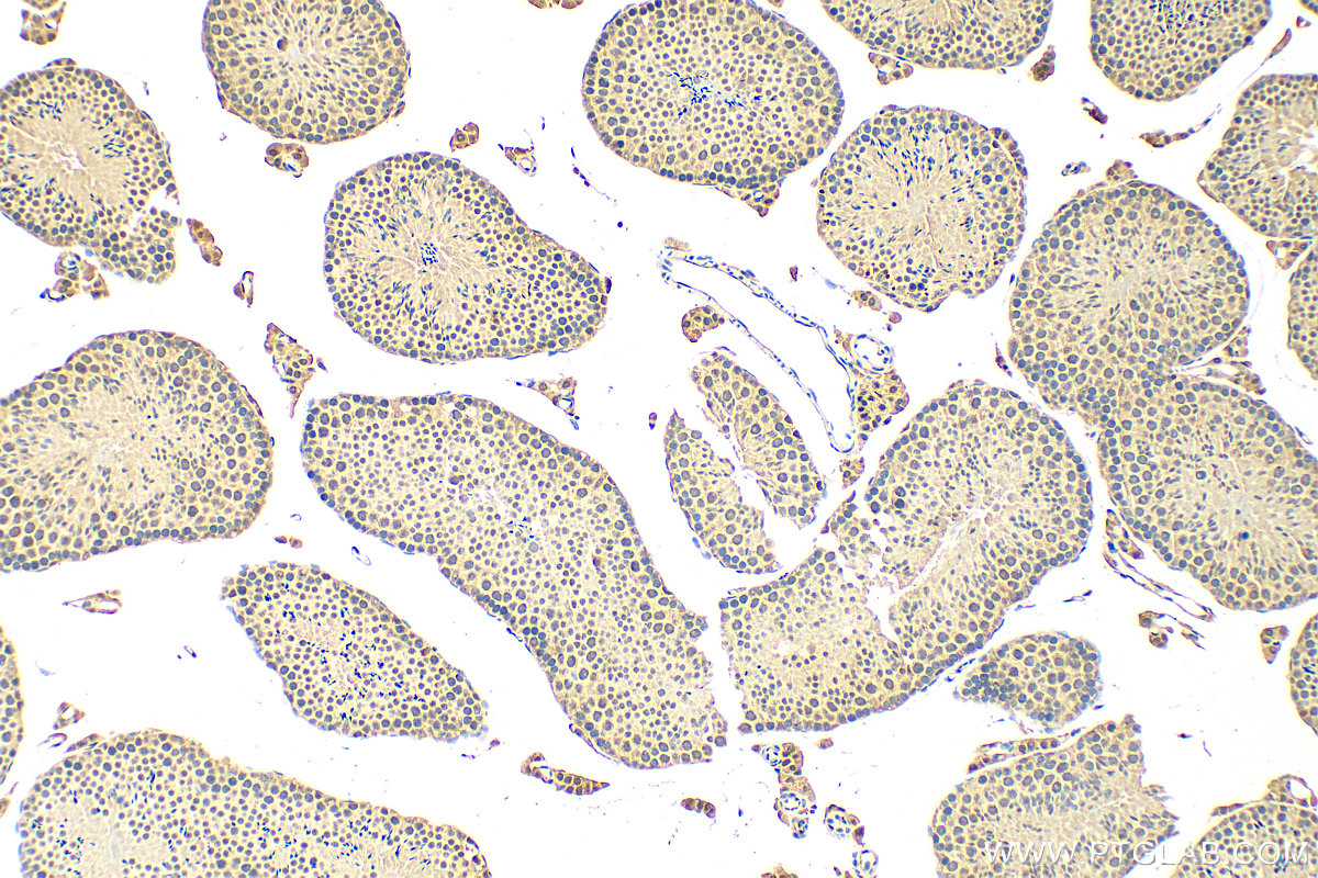 Immunohistochemistry (IHC) staining of mouse testis tissue using LSM3 Polyclonal antibody (15879-1-AP)