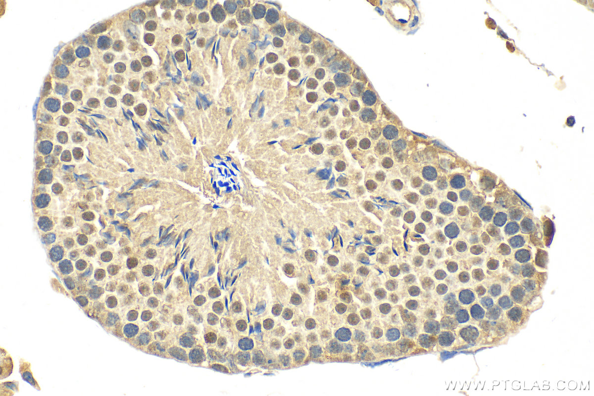 Immunohistochemistry (IHC) staining of mouse testis tissue using LSM3 Polyclonal antibody (15879-1-AP)