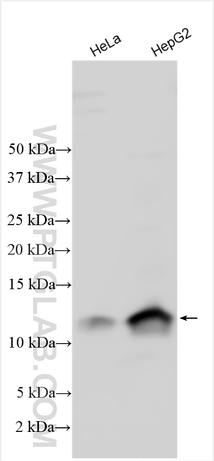 Western Blot (WB) analysis of various lysates using LSM3 Polyclonal antibody (15879-1-AP)