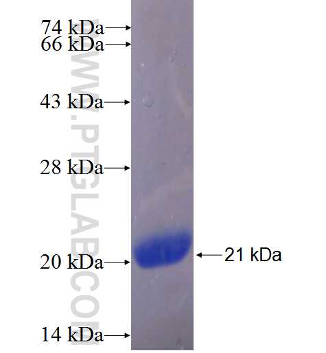 LSM4 fusion protein Ag24435 SDS-PAGE