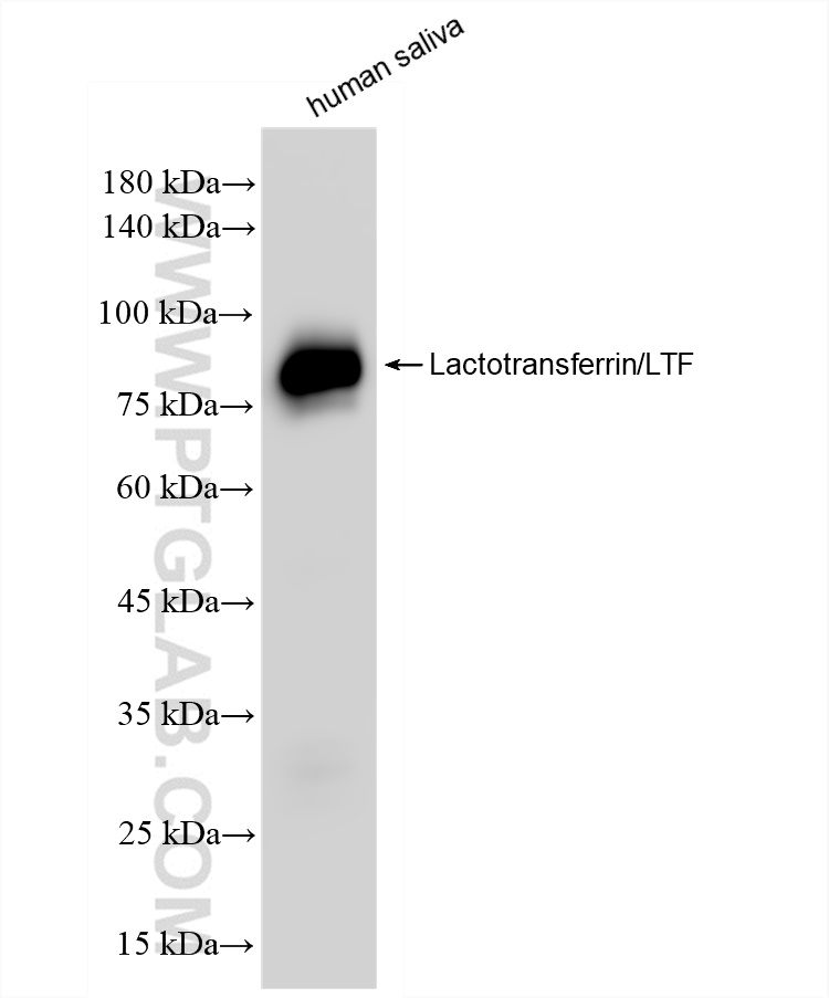 Western Blot (WB) analysis of human saliva using LTF Recombinant antibody (83409-5-RR)
