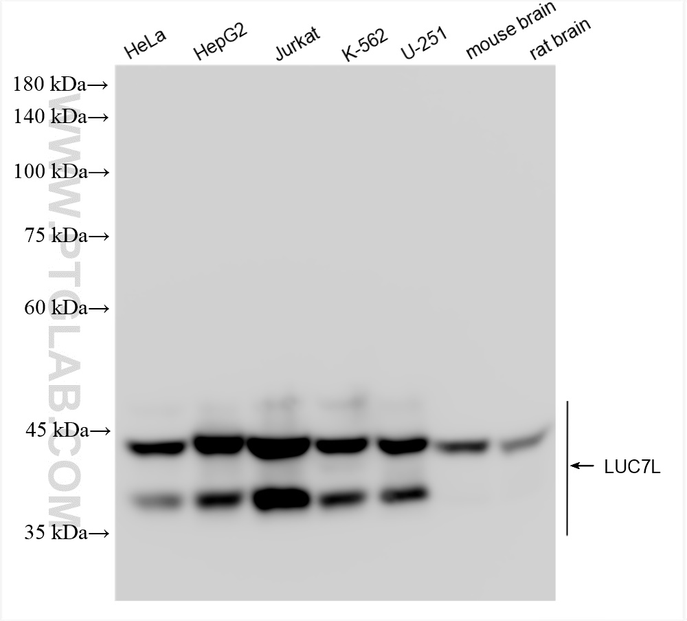 Western Blot (WB) analysis of various lysates using LUC7L Recombinant antibody (83585-1-RR)