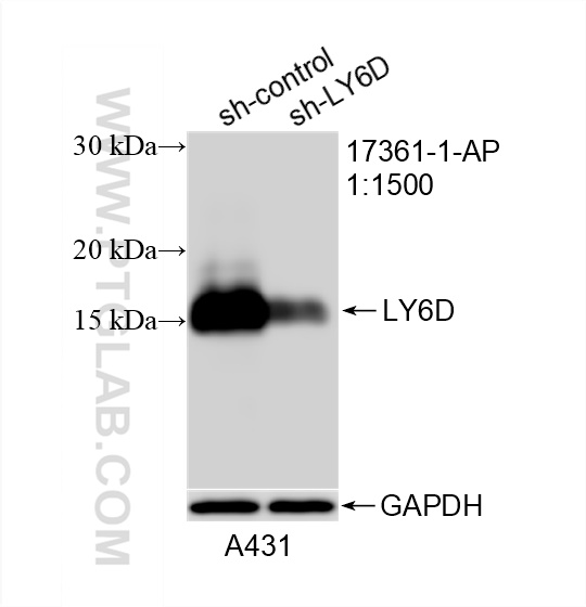 Western Blot (WB) analysis of A431 cells using LY6D Polyclonal antibody (17361-1-AP)