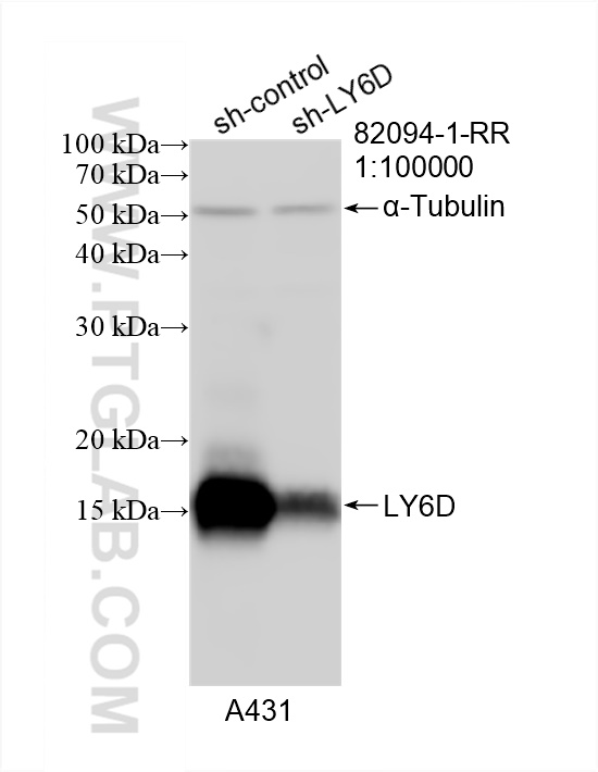 Western Blot (WB) analysis of A431 cells using LY6D Recombinant antibody (82094-1-RR)