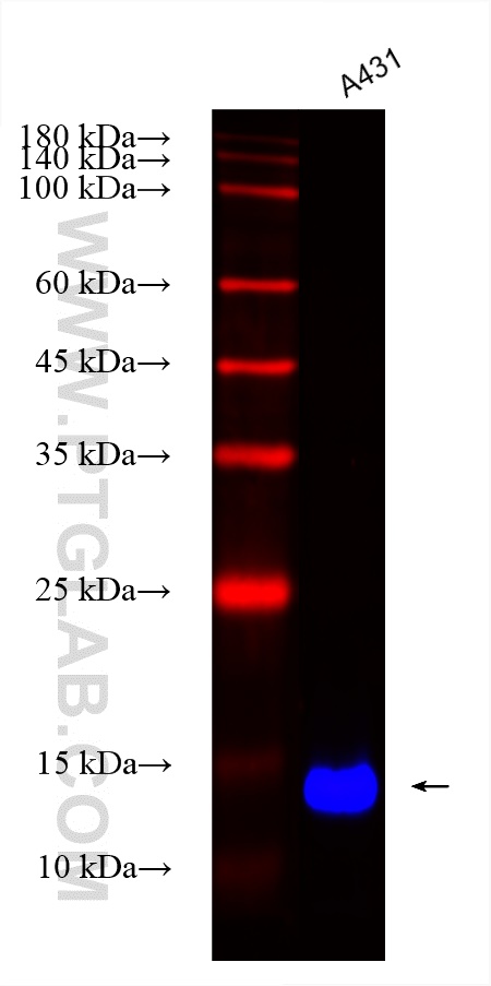 Western Blot (WB) analysis of various lysates using CoraLite® Plus 750-conjugated LY6D Recombinant ant (CL750-82094)