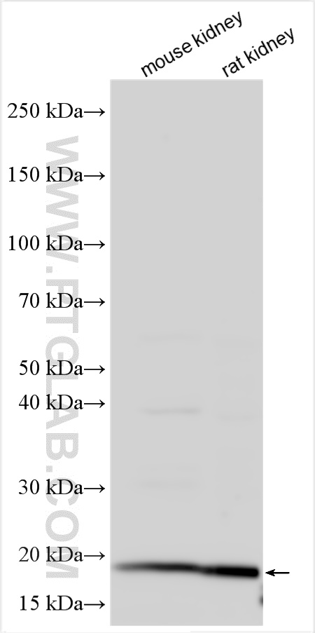 Western Blot (WB) analysis of various lysates using LY6E Polyclonal antibody (22144-1-AP)